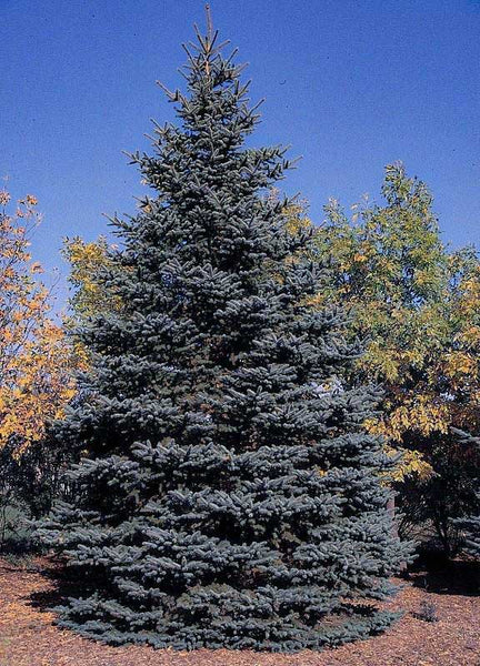 Colorado Blue Spruce