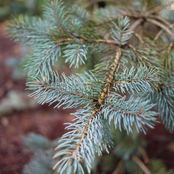 Colorado Blue Spruce