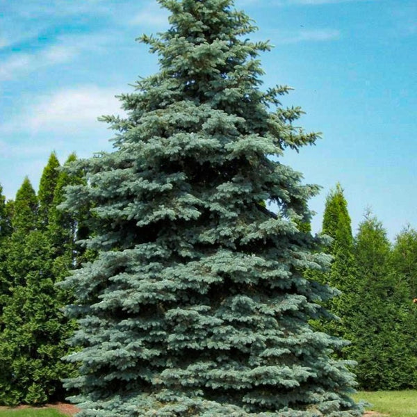Colorado Blue Spruce