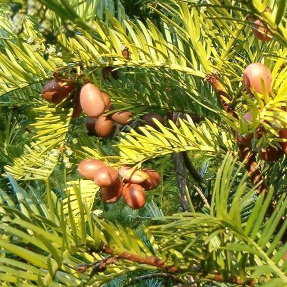 Japanese Plum Yew Foliage