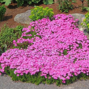 Drummond's Pink Creeping Phlox