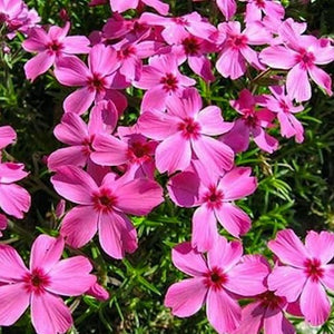 Drummond's Pink Creeping Phlox