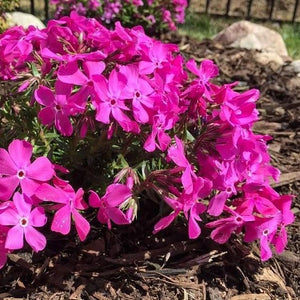 Drummond's Pink Creeping Phlox