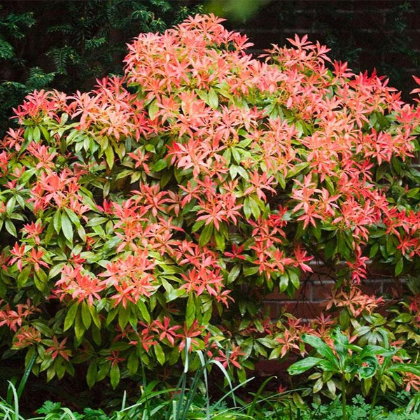Pieris Mountain Fire