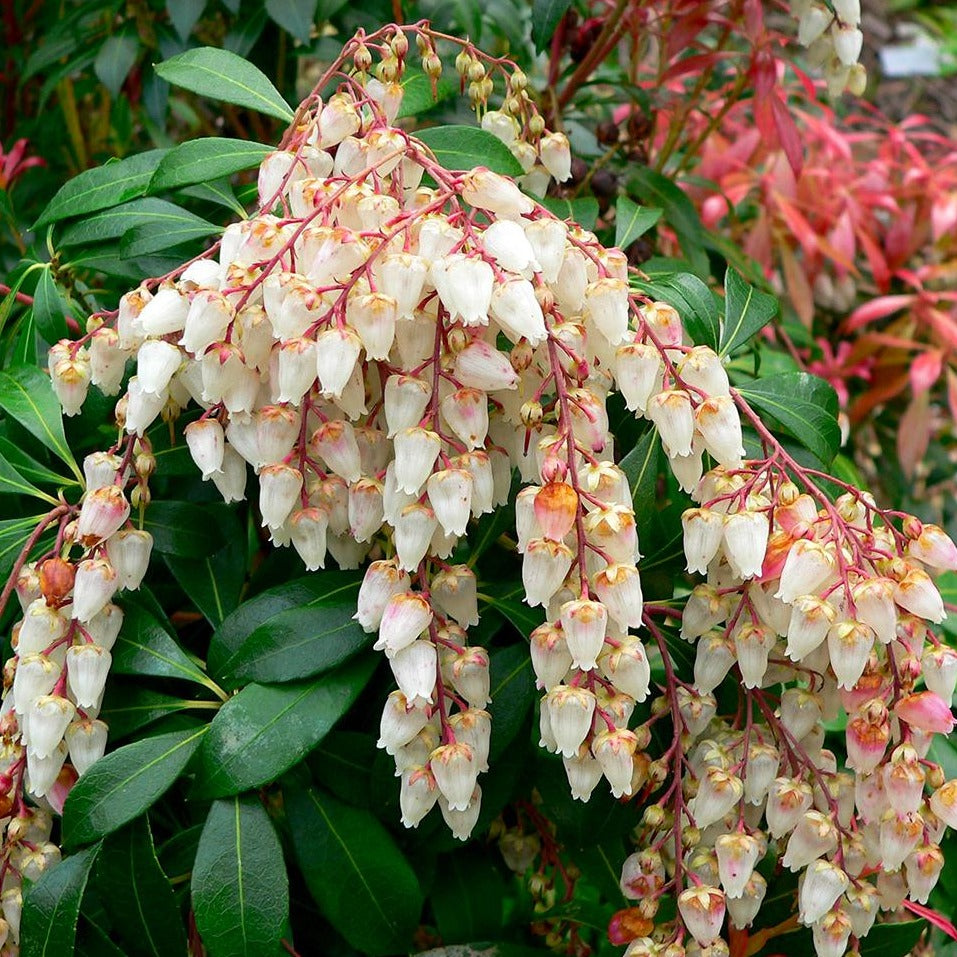mountain fire succulent Pieris Mountain Fire | Red And Green Shiny Foliage
