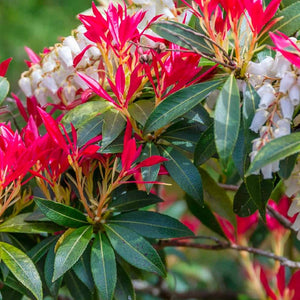 Pieris Mountain Fire