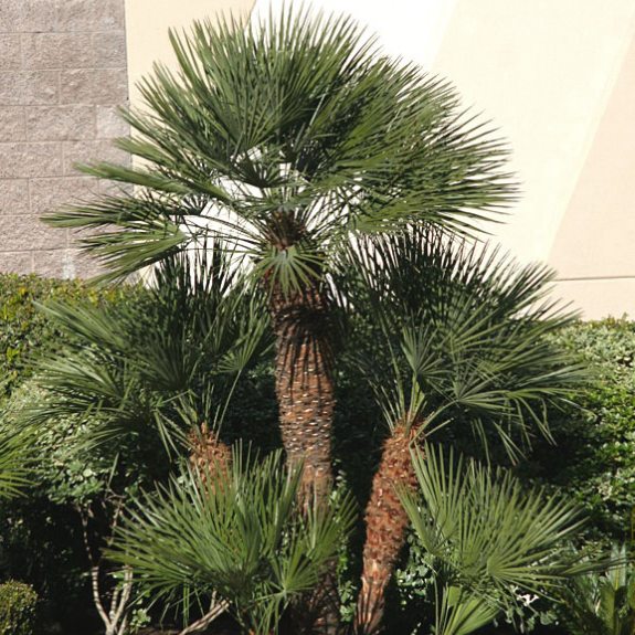 european fan palm plant European Fan Palm | European Fan Palm Tree
