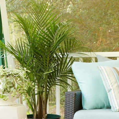 majesty palm plants for sale Majesty Palm | Majesty Palm Tree