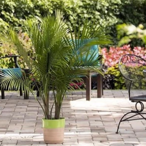 patio palm plants Majesty Palm | Majesty Palm Tree