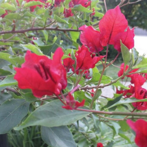 Red Bougainvillea