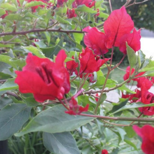 Red Bougainvillea