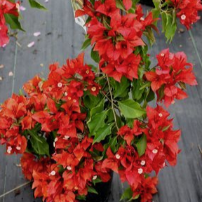 Red Bougainvillea