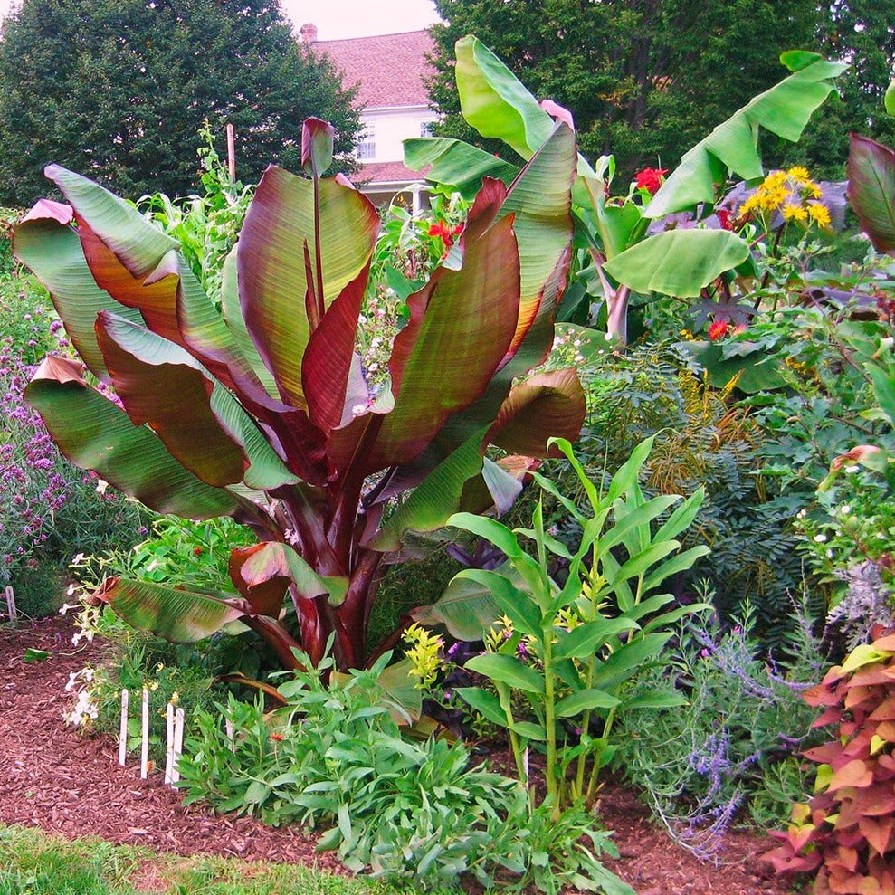 red banana plant indoors Red Banana Tree