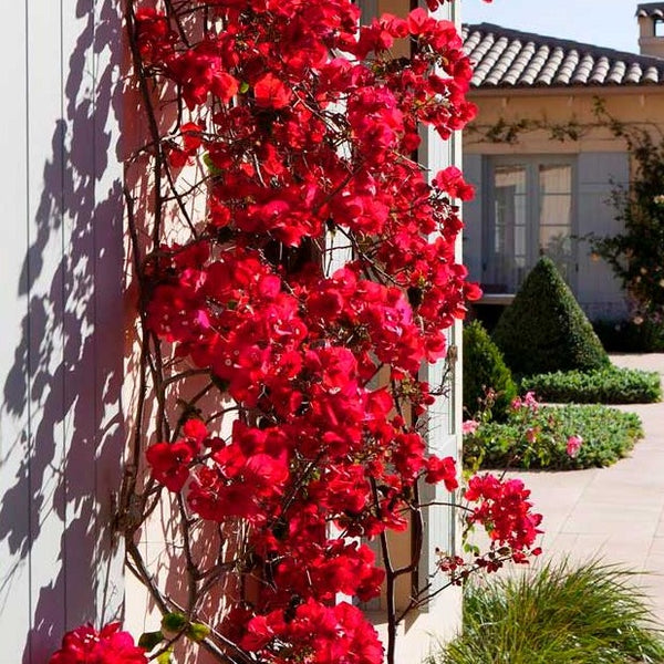 Red Bougainvillea