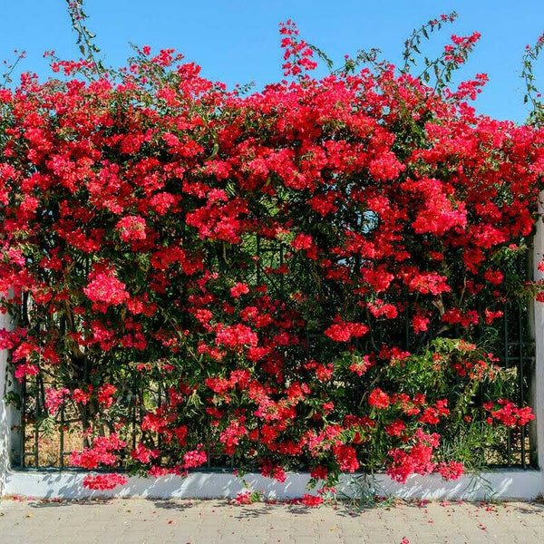 Red Bougainvillea