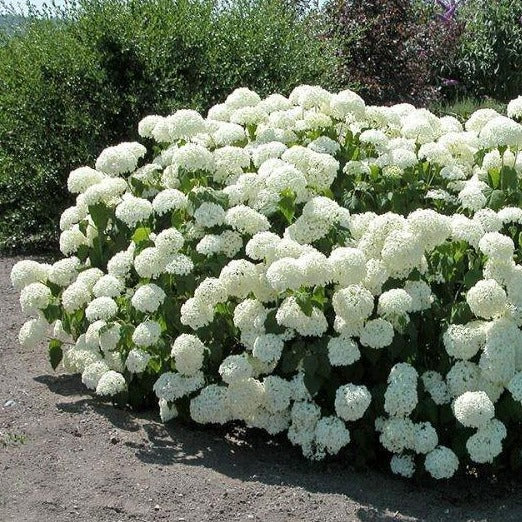 Image of Annabelle white hydrangea bush