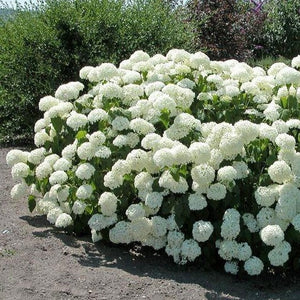 Annabelle Hydrangea