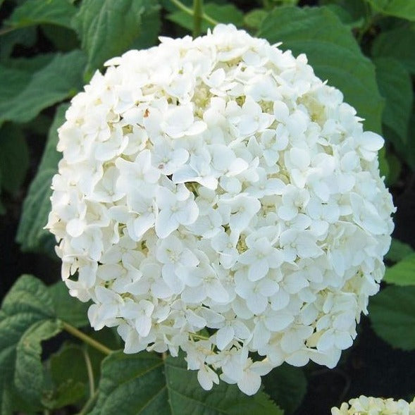 Annabelle Hydrangea bloom