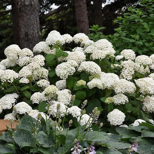 Annabelle Hydrangea