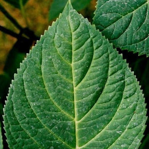 Annabelle Hydrangea Leaf