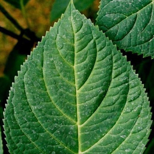Image of Annabelle hydrangea leaves