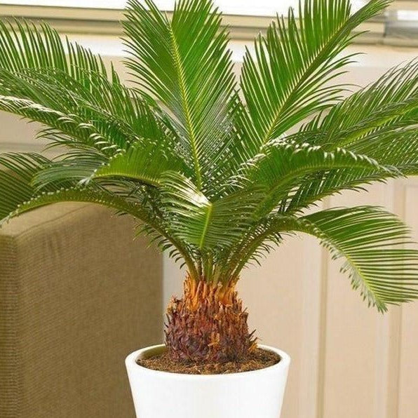palm leaf looking plant Sago Palm Tree