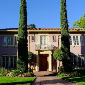 Italian Cypress Tree