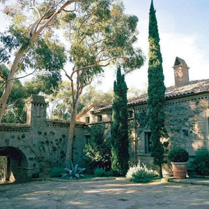 Italian Cypress Tree