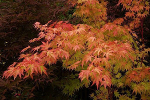 Coral Bark Japanese Maple