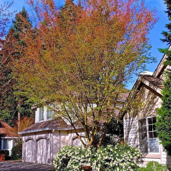 Coral Bark Japanese Maple
