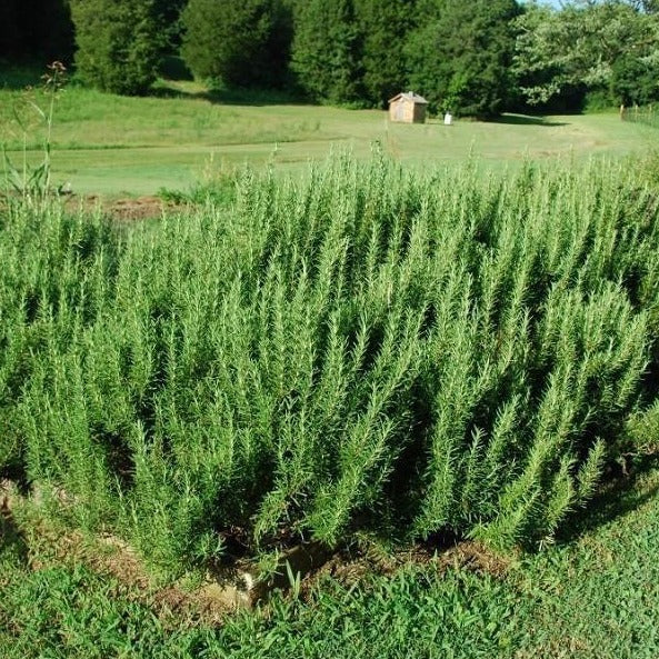 Rosemary Plant
