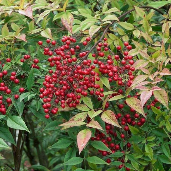 Heavenly Bamboo Nandina