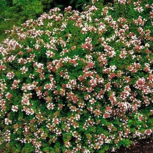 Rose Creek Abelia
