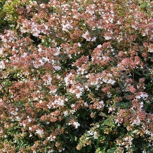 Rose Creek Abelia