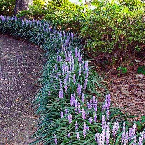 lavender variegated liriope plant Big Blue Liriope | Monkey Grass | Lavender Flowers
