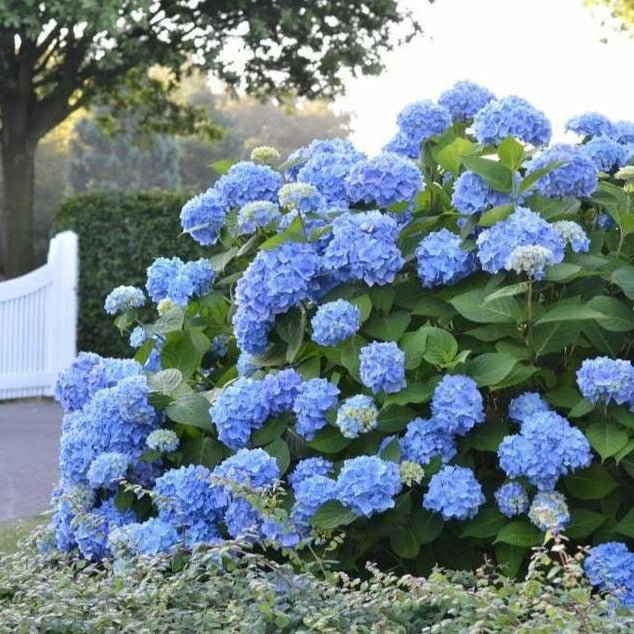 Endless Summer Hydrangeas - We love adding pops of dried hydrangeas to our  winter containers for a bit of fun texture and color. Have you been using  your hydrangea blooms in any