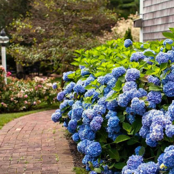 Image of Endless summer hydrangea 3 gallon, group of plants