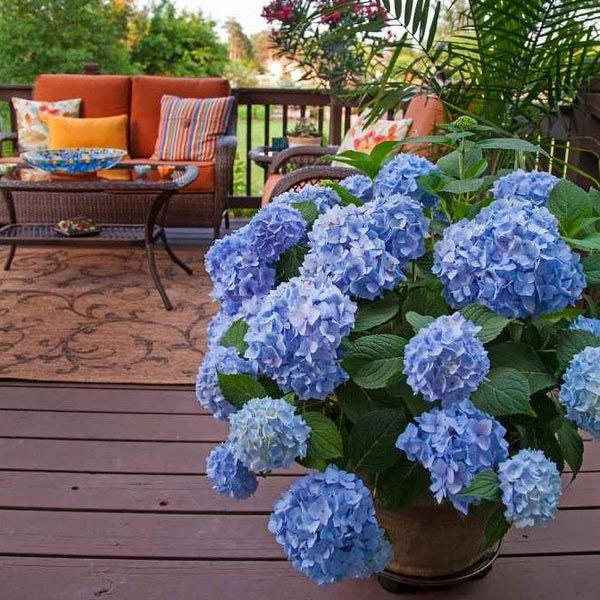 Endless Summer Hydrangea