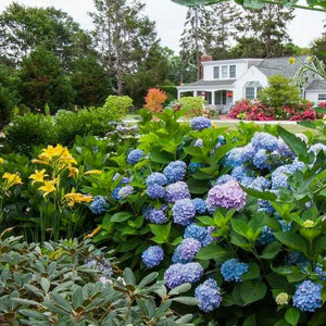 Endless Summer Hydrangea
