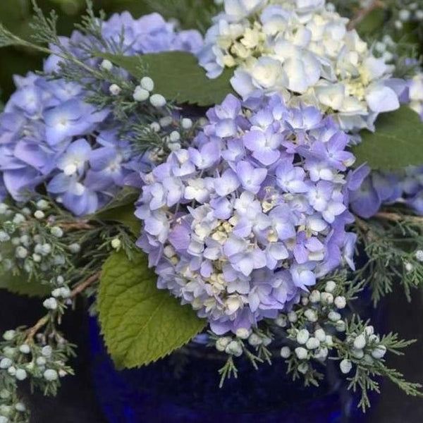 Endless Summer Hydrangeas - We love adding pops of dried hydrangeas to our  winter containers for a bit of fun texture and color. Have you been using  your hydrangea blooms in any