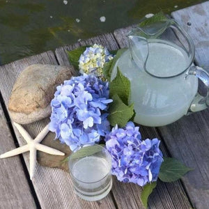 Endless Summer Hydrangea