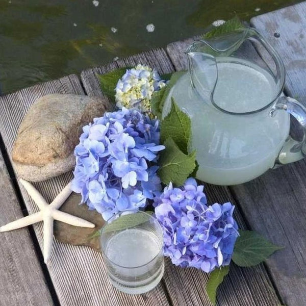 Endless Summer Hydrangea