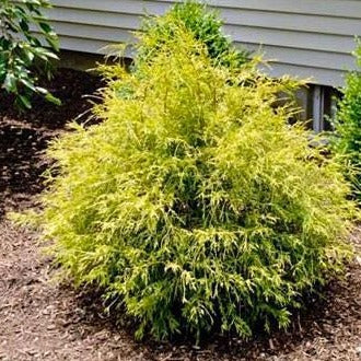 Gold Mop Cypress