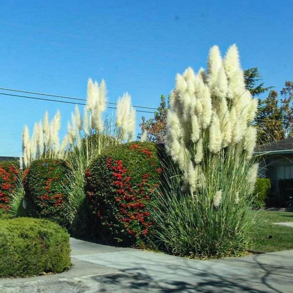 pampas grass indoor plant Pampas Grass | Pampas Grass for Sale