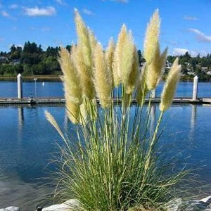Pampas Grass 