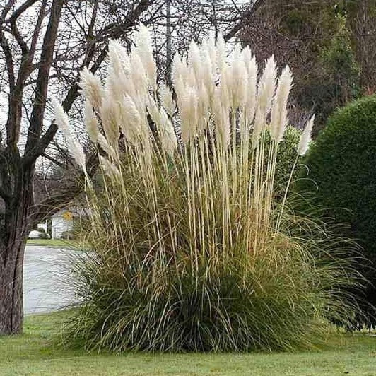 Image of Pampas grass bush