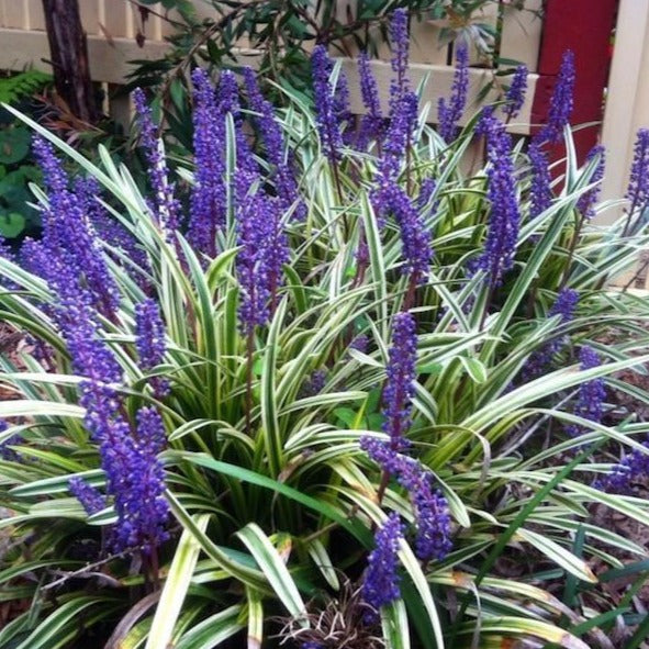 lily turf plant indoor Variegated Liriope | Variegated Liriope for Sale