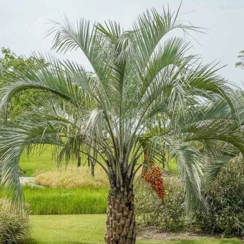 Pindo Palm