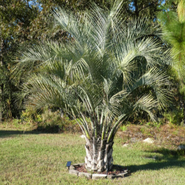 Pindo Palm