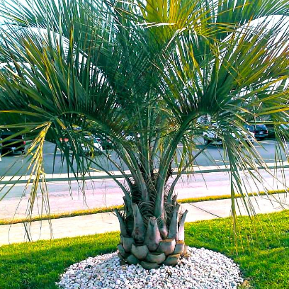 Pindo Palm